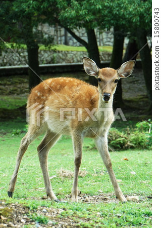 Nara Todaiji，帥氣的Bambi 15800743