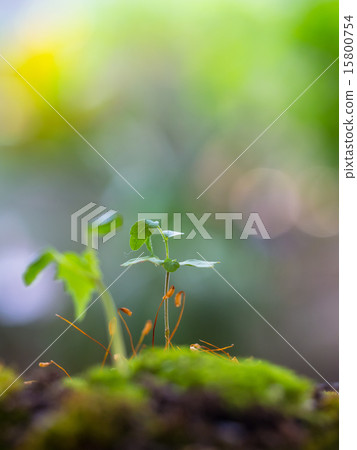 Plant seedling Plant seedling 15800754