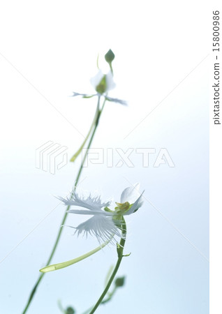 Sagisou Sagisou 15800986