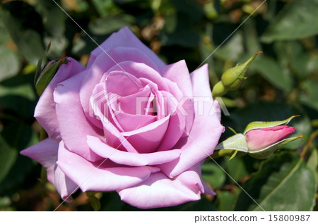 Premier of the blue rose (Blue Moon) 15800987