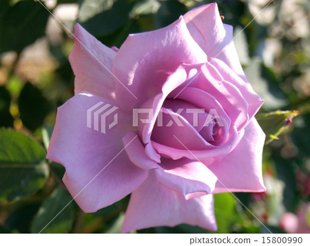 Premier of the blue rose (Blue Moon) 15800990