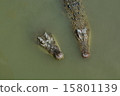 crocodile 15801139