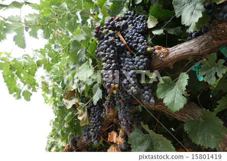 美國納帕谷釀酒廠葡萄 15801419