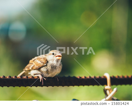 House Sparrow Passer Domesticus On Fence 15801424
