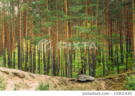 Green Coniferous Forest, Summer Nature Green Coniferous Forest, Summer Nature 15801430
