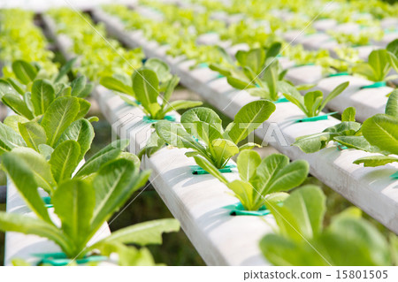 Hydroponics vegetable farm 15801505