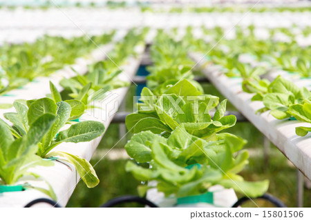 Hydroponics vegetable farm Hydroponics vegetable farm 15801506
