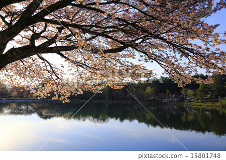 Cherry blossoms in Komaganeike 15801748
