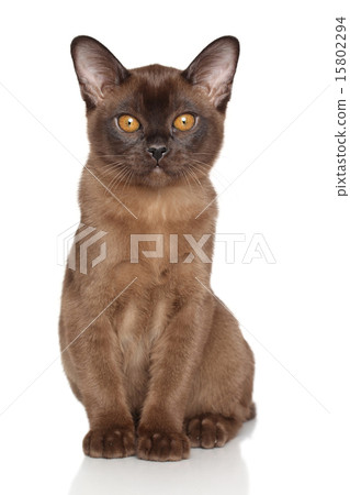 Chocolate Burmese kitten 15802294