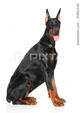 Young Doberman on white background Young Doberman on white background 15802340