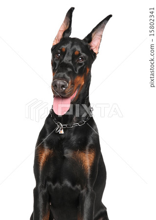 Young Doberman on white background 15802341