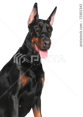 Young Doberman 15802342