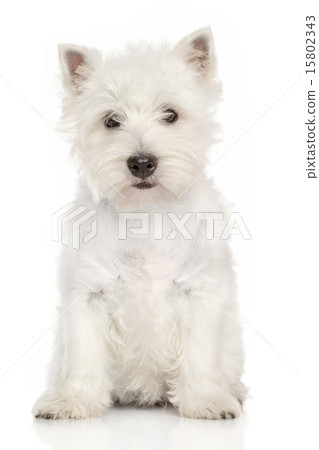 Portrait of West Highland White terrier Portrait of West Highland White terrier 15802343