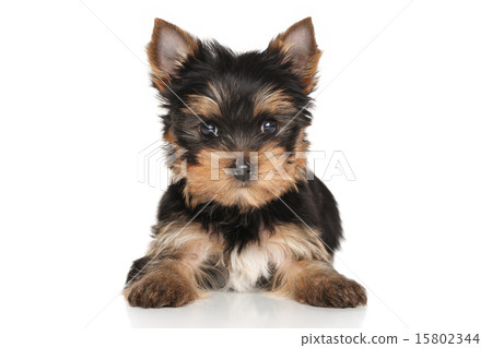 Yorkshire terrier puppy 15802344
