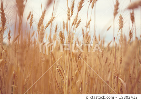 Wheat Wheat 15802412