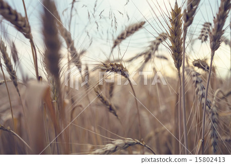 Wheat Wheat 15802413