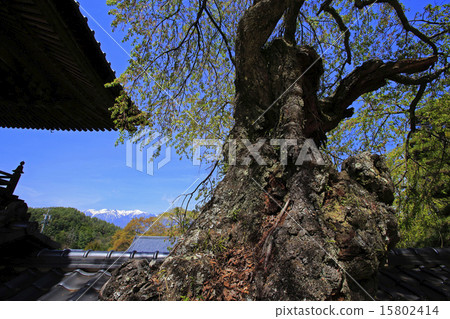櫻桃樹和中央阿爾卑斯山 櫻桃樹和中央阿爾卑斯山 15802414