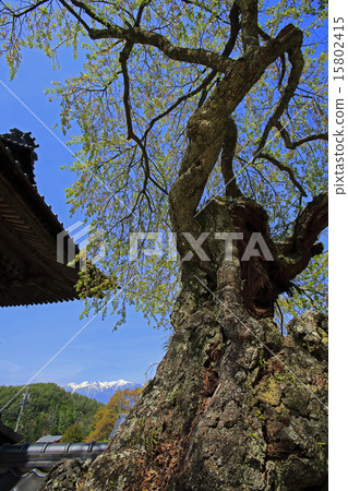 櫻桃樹和中央阿爾卑斯山 15802415