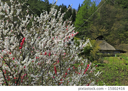 老私人住宅和花桃花 老私人住宅和花桃花 15802416