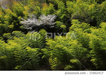 Sakura and bamboo grove 15802417
