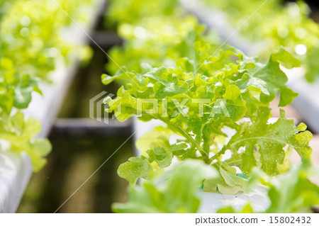 Hydroponics vegetable farm Hydroponics vegetable farm 15802432