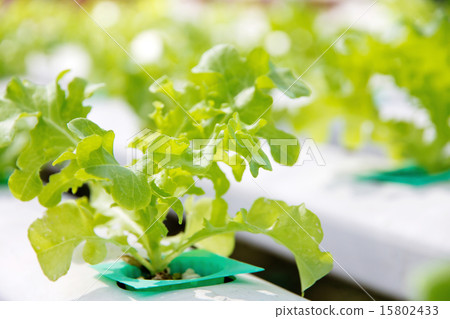 Hydroponics vegetable farm Hydroponics vegetable farm 15802433