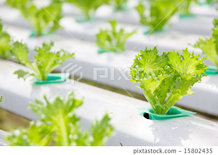 Hydroponics vegetable farm Hydroponics vegetable farm 15802435