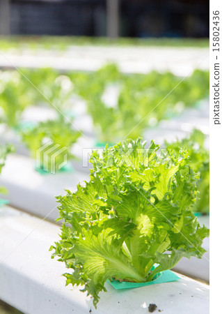 Hydroponics vegetable farm Hydroponics vegetable farm 15802436