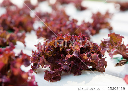 Hydroponics vegetable farm Hydroponics vegetable farm 15802439