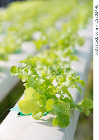 Hydroponics vegetable farm Hydroponics vegetable farm 15802446