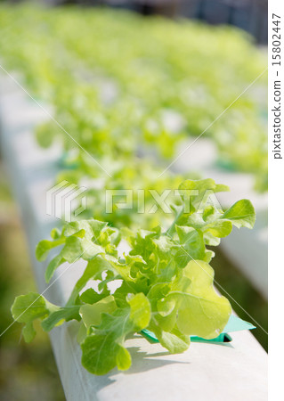 Hydroponics vegetable farm Hydroponics vegetable farm 15802447