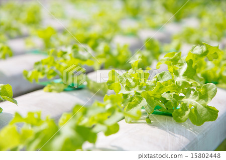 Hydroponics vegetable farm Hydroponics vegetable farm 15802448