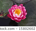 睡蓮 15802602