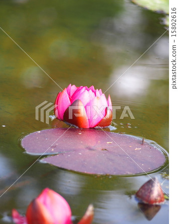 睡蓮 15802616