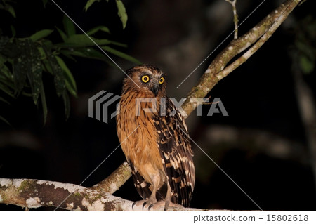 巴菲魚貓頭鷹（墨累蒿木） 15802618