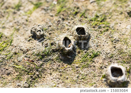 藤壺 藤壺 15803084