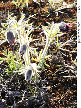 Wild hyacinth flower Wild hyacinth flower 15803278