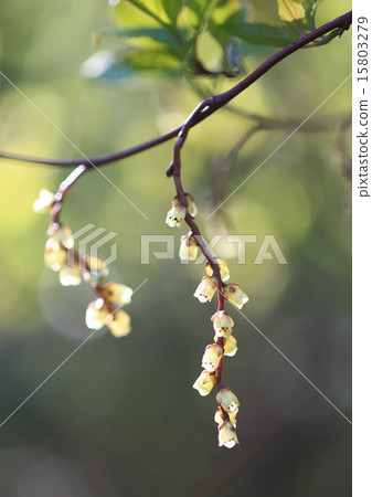 Flower of Kiboshi 15803279