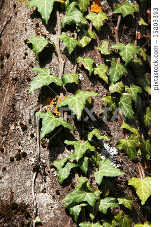 Ivy on a tree 15803393