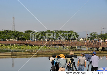 鳥射擊 鳥射擊 15803493