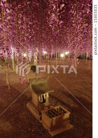 奧託的夜景 15803835