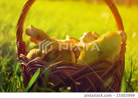 Basket with mushrooms Basket with mushrooms 15803999