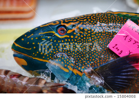 Irubucha Aobudai Ao海水 Irubucha Aobudai Ao海水 15804008