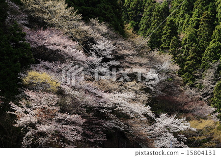 奧多摩的櫻花 15804131