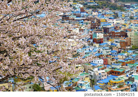 Sakura tree at Gamcheon Culture Village, Busan 15804155