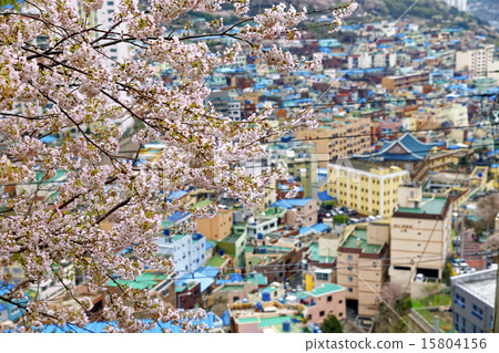 Sakura Tree At Gamcheon Culture Village Busan Stock Photo