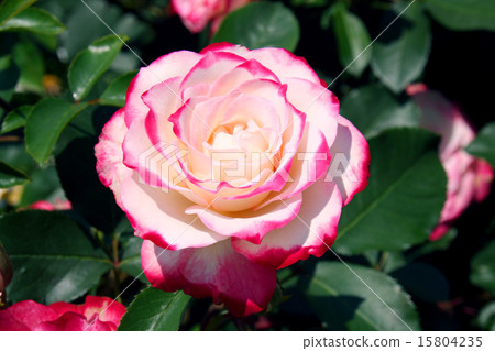紅色和白色玫瑰花（Jubilee du Prince de Monaco） 15804235