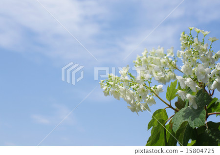 Rainy season's holidays Kashiba hydrangea background image 15804725