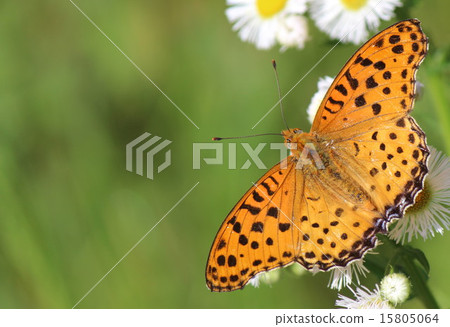 A butterfly with butterfly spreading widely A butterfly with butterfly spreading widely 15805064