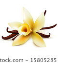 Vanilla flower and pods 15805285